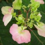 Prodotti alimentari prodotti dall'ortensia Oamacha