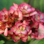 hydrangea macrophylla
'Miss Saori' new