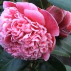 Camelia ‘VOLUNTEER’