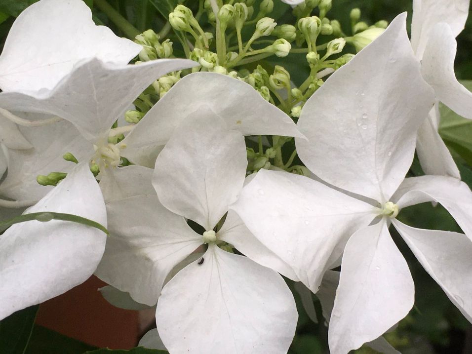 hydrangea macrophylla 'Douce fance'