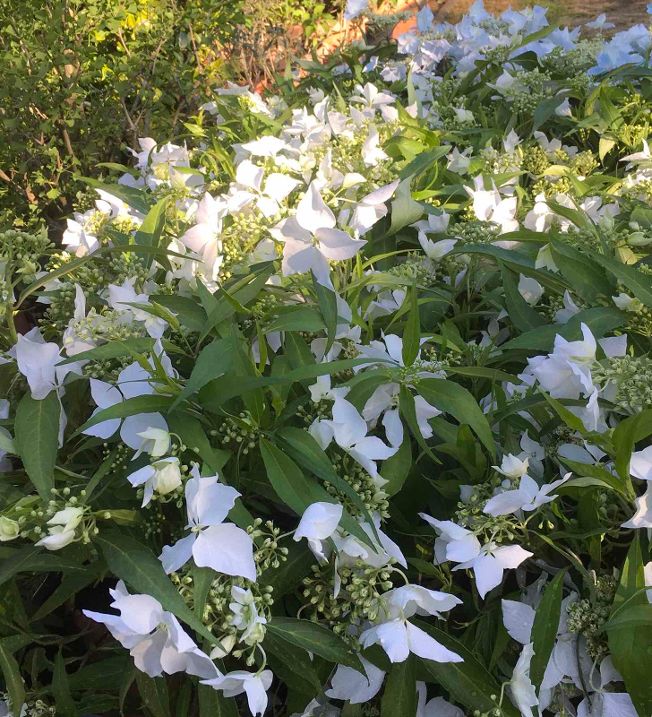 hydrangea macrophylla 'Douce fance'