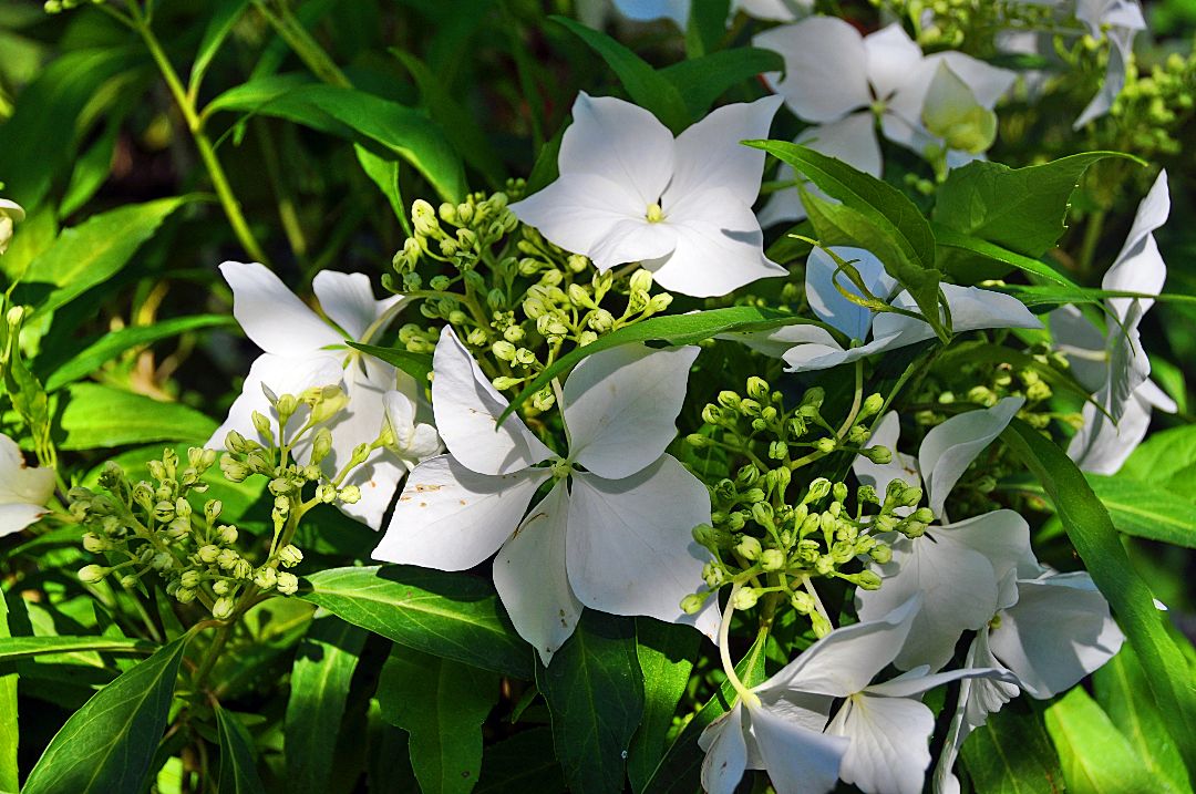 hydrangea macrophylla 'Douce fance'