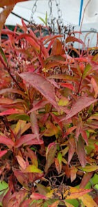 hydrangea macrophylla Douce france veste autunnale