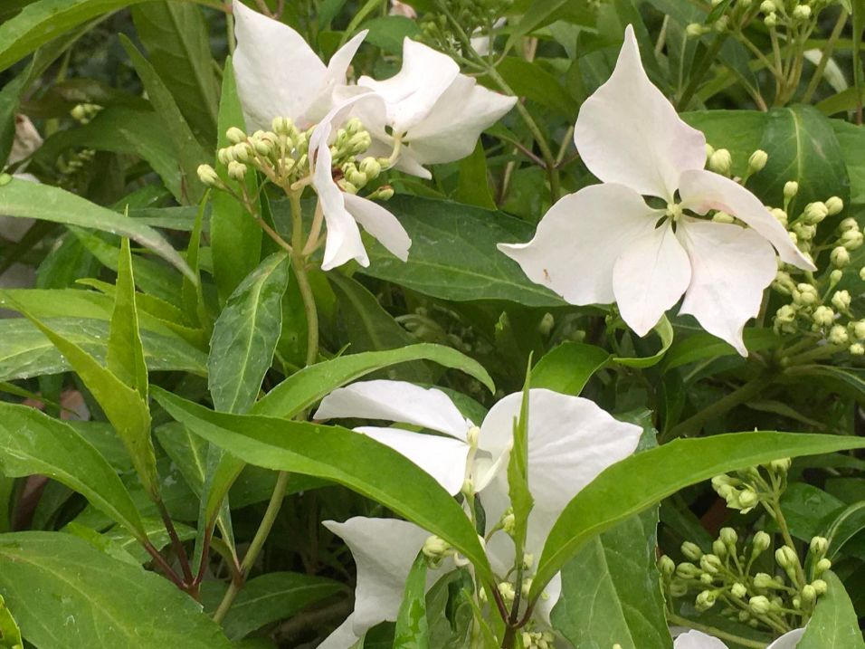 hydrangea macrophylla 'Douce fance'