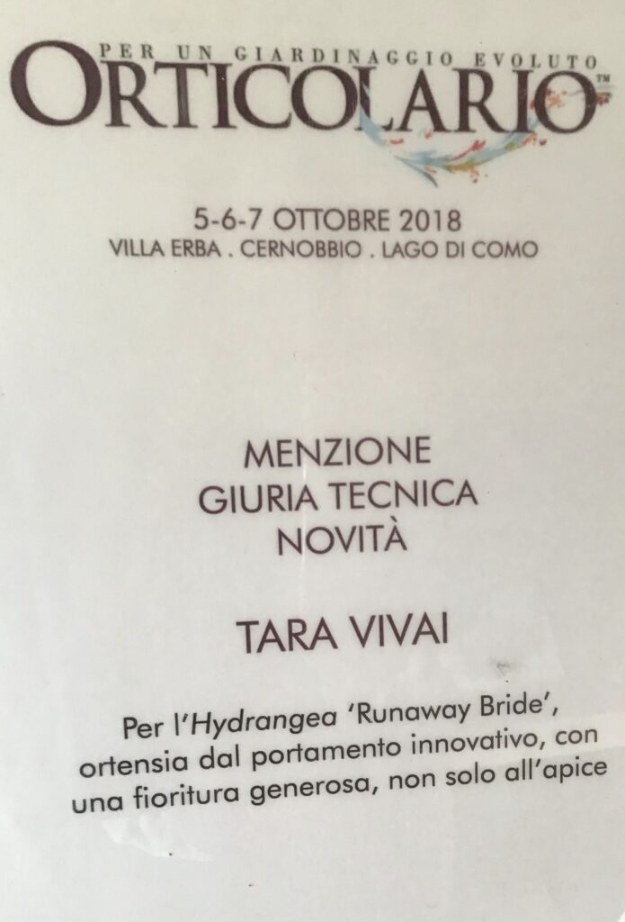 Orticolario - premio ibridi Hydrangea ‘Runaway Bride’