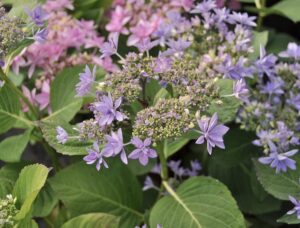 Collezione di ortensie in vaso suddivise per famiglie
