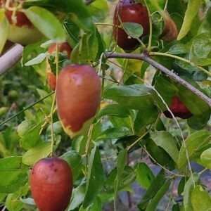 Tara Vivai - Ziziphus