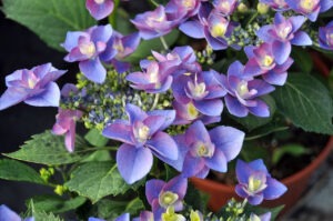 Nuove cultivar di ortensie direttamente in vivaio