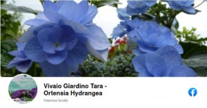 Vivaio Giardino Tara - Ortensia Hydrangea Facebook