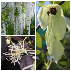 Altre piante e piante rare