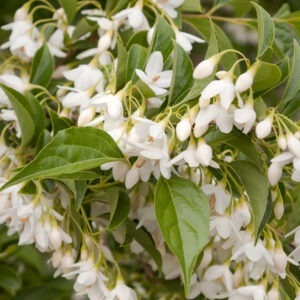 Styrax
