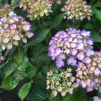 VIVAIO_TARA_0C33062D-A434-4202-B2C9-987F15F2F16A