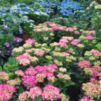 VIVAIO_TARA_454D7018-06C1-4F8F-B260-0301F06E2540