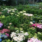 VIVAIO_TARA_5FA1CDA7-570D-465C-A222-D191AEC00F9A